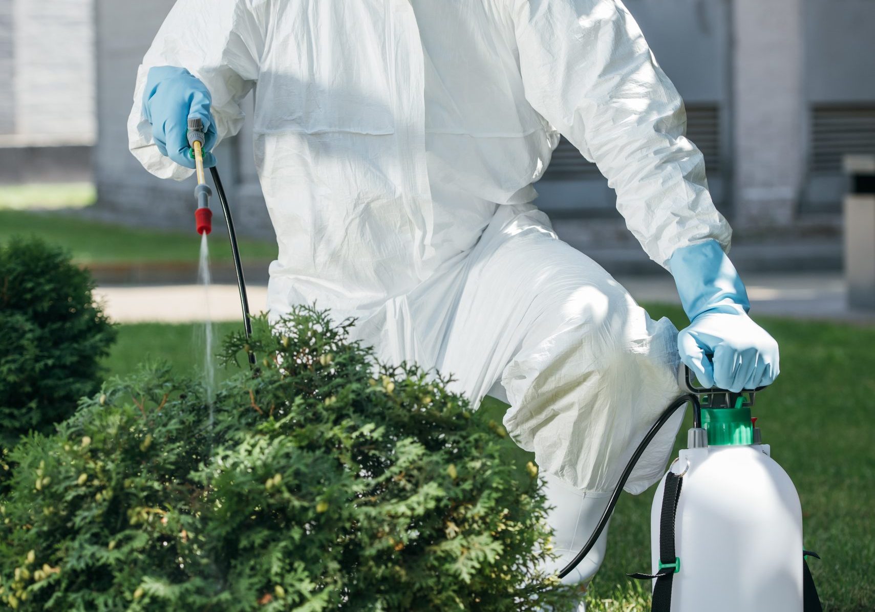 pest control worker in uniform spraying pesticides on bush
